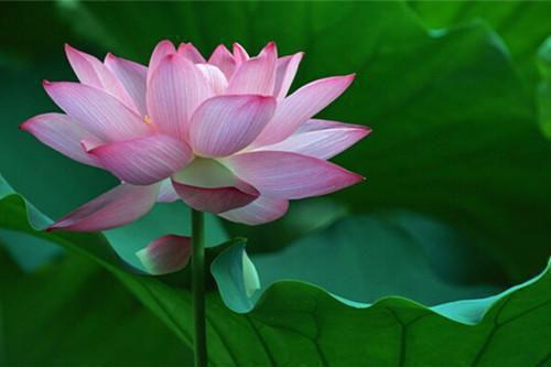 《夏悦蒋城光小说》无弹窗全文免费阅读