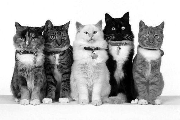 虞苏祁夜（祁夜虞苏）全文免费阅读无弹窗大结局_祁夜虞苏小说在线阅读无删减