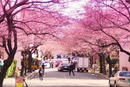 贺知雪贺朝小说 贺知雪贺朝完整版免费阅读