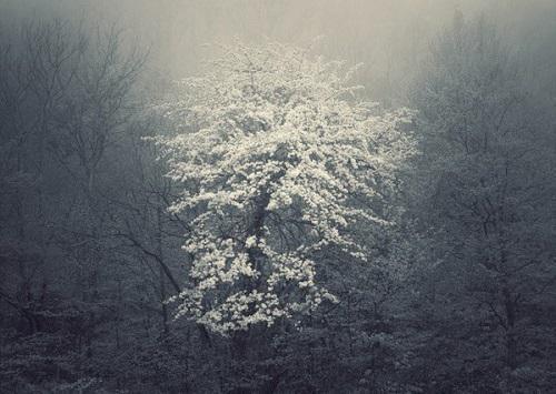 江玄之谢霖免费阅读小说 江玄之谢霖