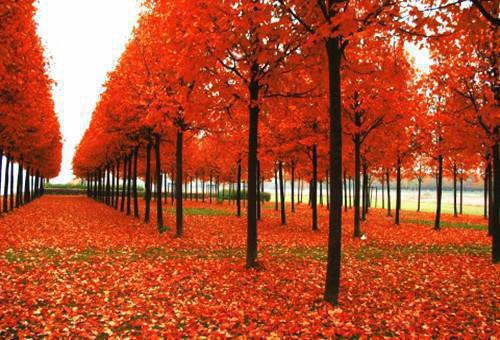 萧吴免费阅读 萧吴大结局