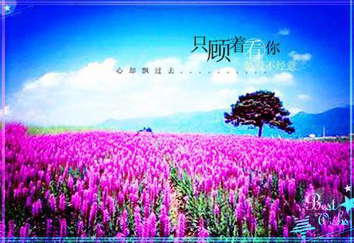 江夜阑黎鸢小说 江夜阑黎鸢全文免费阅读