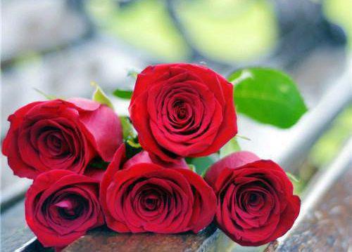 顾岁枫免费大结局 时和完结小说