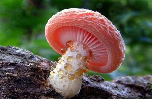 云皎元晟明珠公主小说免费试读 云皎元晟明珠公主