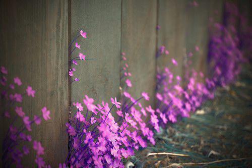 初恋一哭，现任必输顾宴宸乔茵茵宋星晚小说免费试读