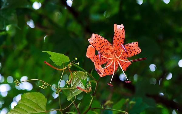 顾娇娇苏泽全文免费阅读无弹窗大结局_改嫁你爱的情郎，我放手你哭什么最新章节列表