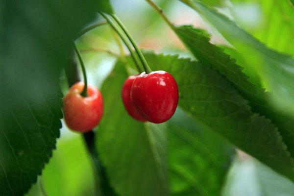 婉若谢羡予小说全文免费阅读无弹窗，（谢羡予婉若）小说全文免费阅读