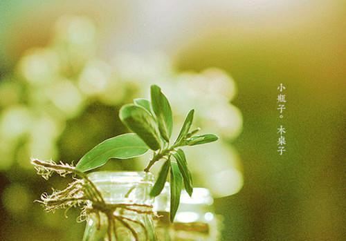 苏佳凝蒋韩烨免费全本小说 苏佳凝蒋韩烨章节目录