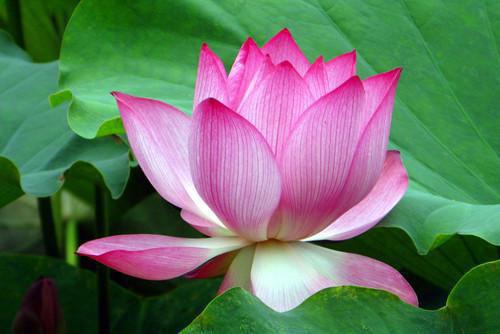 季岿是啥小说 季岿免费阅读无广告