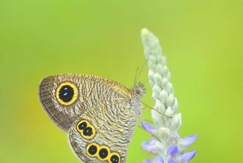 七零宠婚：穿成作精被糙汉老公娇宠了江盼儿陆靖大结局小说全本阅读