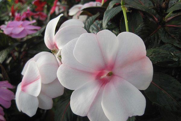 妻子的复仇&middot;霍琛苏晴小说最新章节(在线阅读)