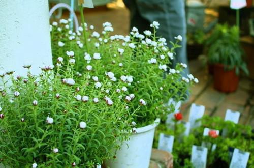 淘淘安安小说章节目录 淘淘安安免费阅读第五章