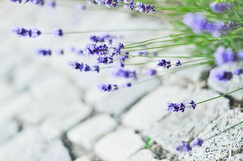 妈妈死时，她在为白月光打胎宋好林晚周旭免费章节在线阅读