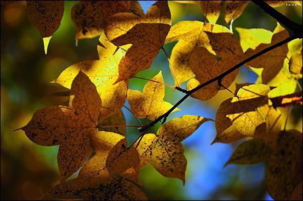 林秀小说叫什么名字 百家钱小说精彩章节免费试读