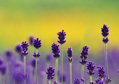 纪淑月易时卿林靖泽全文阅读 纪淑月易时卿林靖泽小说最新章节