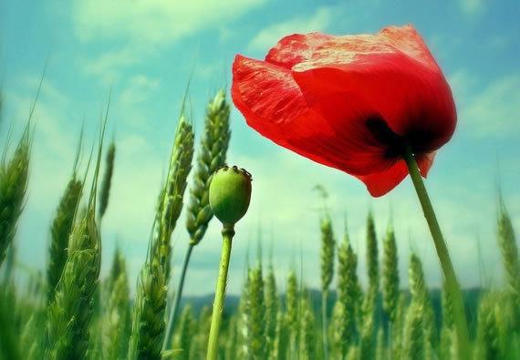 钟肃霜盛南野免费阅读目录 钟肃霜盛南野小说全文