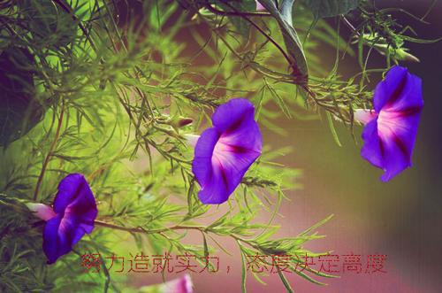 向好傅云祁林夏是什么小说的主人公 向好傅云祁林夏免费阅读