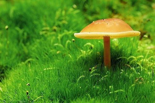 叶芳语霍怀瑾免费全文 叶芳语霍怀瑾小说在线阅读