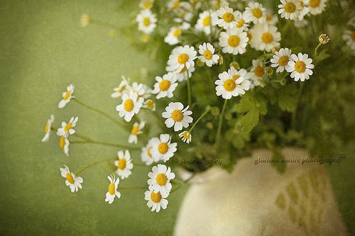 季以柠沈肆全文阅读最新 季以柠沈肆小说目录