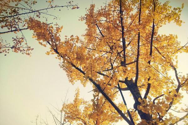 许逸尘罗艺苏青禾妈妈给我写的婚礼进行曲全文免费阅读无弹窗