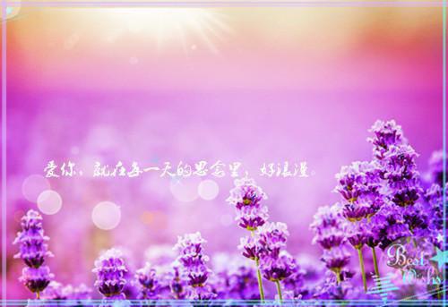 周珩白芷顾淮是什么小说 为女友换心后她害我全家碧月