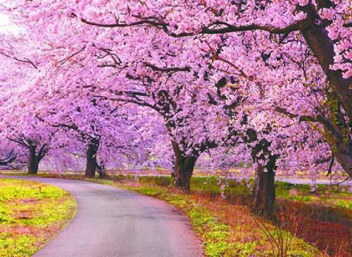 易欢主角小说叫什么 宠物沟通师免费阅读全文