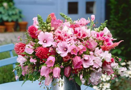 苏稚霍斐北的小说 苏稚霍斐北全文免费阅读