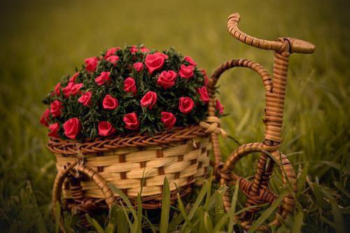 顾明砚洛景川季知安的小说 顾明砚洛景川季知安全文免费阅读