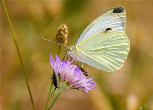 哀牢山遇险，影帝男友只救假千金全文资源 薛穆千寻温南最新目录