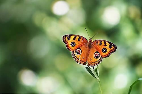 (完整版)陆晚吟陆娇娇小说免费阅读无广告