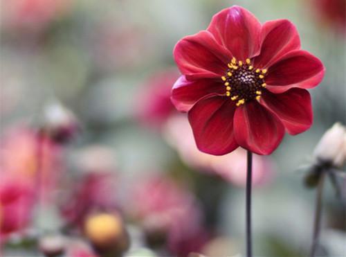 温絮段澈免费阅读 温絮段澈最新章节目录