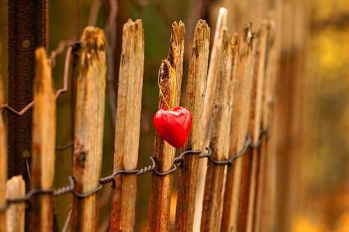 顾梨季临渊陆回舟最新章节免费 顾梨季临渊陆回舟第5章在线阅读