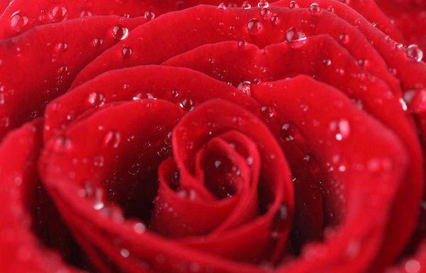 顾锦昭林清月小说 顾锦昭林清月全文免费阅读