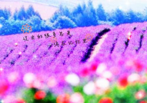 沈长泽江锦心免费阅读无弹窗（沈长泽江锦心）全文免费阅读无弹窗大结局_沈长泽江锦心最新章节列表（沈长泽江锦心）