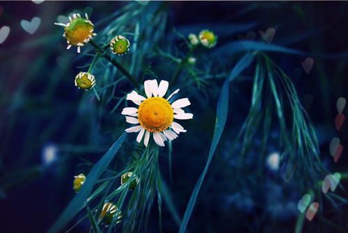 景墨晔凤疏影（凤疏影景墨晔）全文免费阅读大结局_（凤疏影景墨晔免费阅读）景墨晔凤疏影全文在线完本阅读