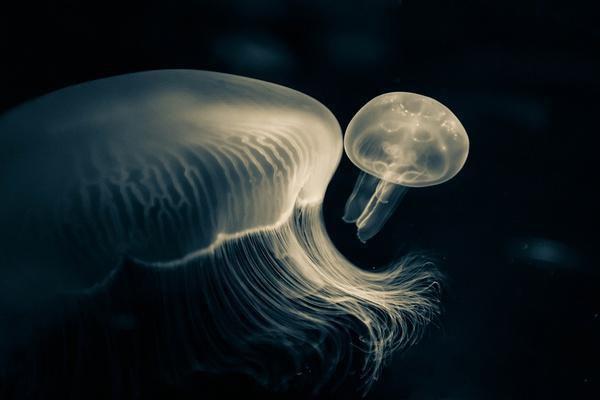 (抖音小说)秦玄叶心妍小说全文阅读免费