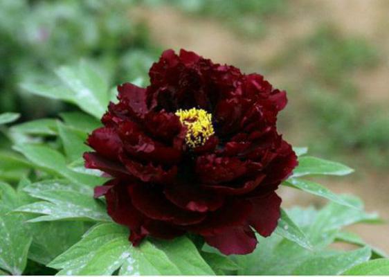 醉心水豚最新章节全文阅读 谢钰苏月未删节小说