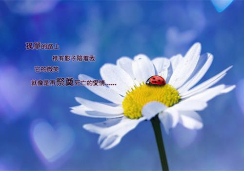 郑常茜茜小说 郑常茜茜免费全文阅读