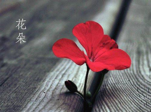 张玥陆辰王斌的故事 余生不愿再爱你章节阅读