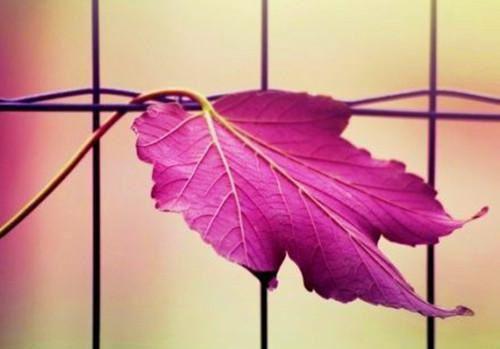 舒柠顾煜白免费阅读小说 舒柠顾煜白第一章