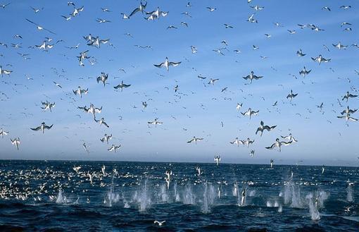 许岁晚楚妄免费全文 许岁晚楚妄小说在线阅读