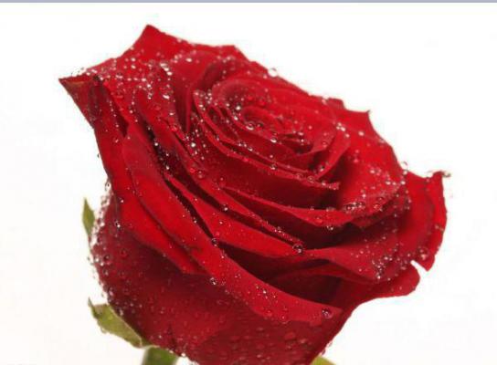 无籽西瓜(沈浪)无弹窗阅读