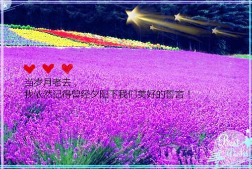 江夜阑黎鸢完整版 江夜阑黎鸢小说全文在线阅读