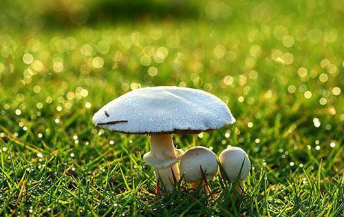 林鹿裴佑廷免费小说 林鹿裴佑廷全文阅读目录