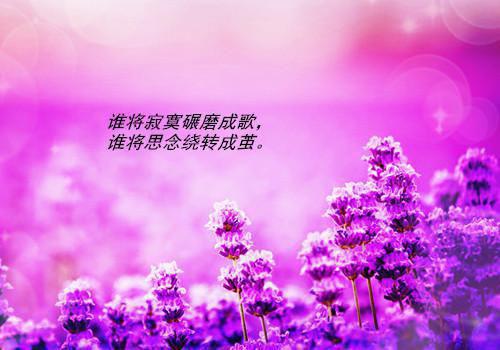 温栖雪江若雪沈寻川《挚爱绽放》小说在线阅读