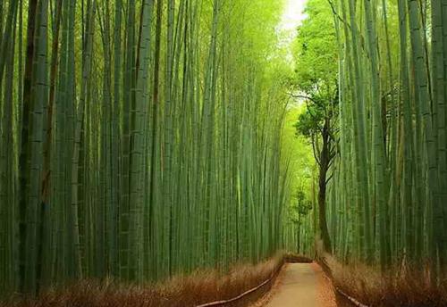 黎渺江寒苏静免费小说 黎渺江寒苏静在线阅读