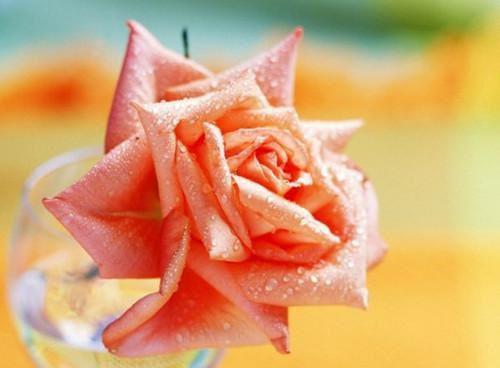 身为超模，我被亲妈继妹联手毁容小说在线阅读沈妙吴倩倩吴德贵最新章节