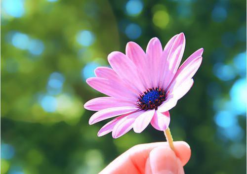 捡来的高冷小狗变成狼王了在线免费阅读 狼王小说结局