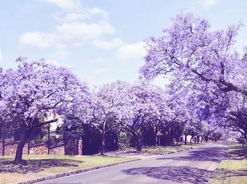 徐闻清林千夏免费阅读目录 徐闻清林千夏小说全文