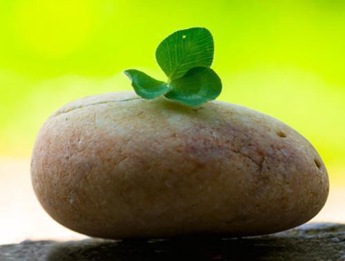 林杉禾宋茗免费小说-主角为林杉禾宋茗的小说全文在线赏析